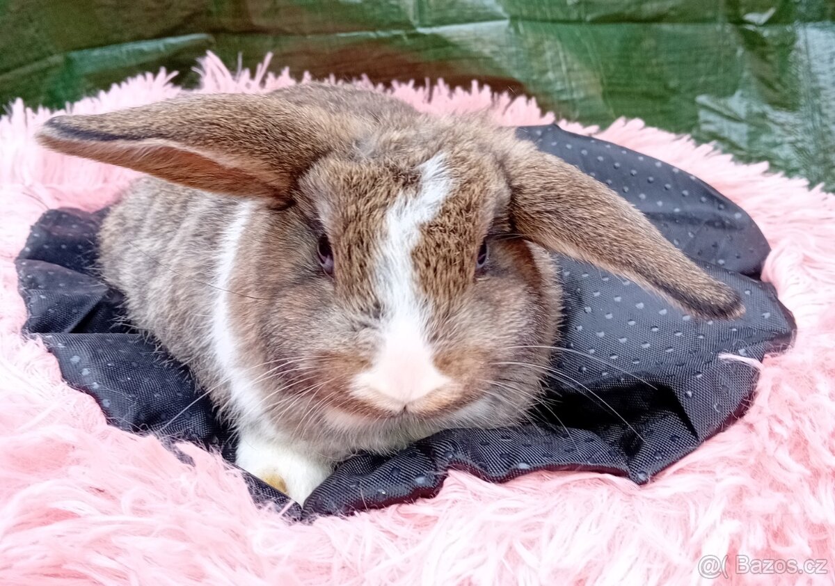 Překrásná samicka zakrsleho králíčka