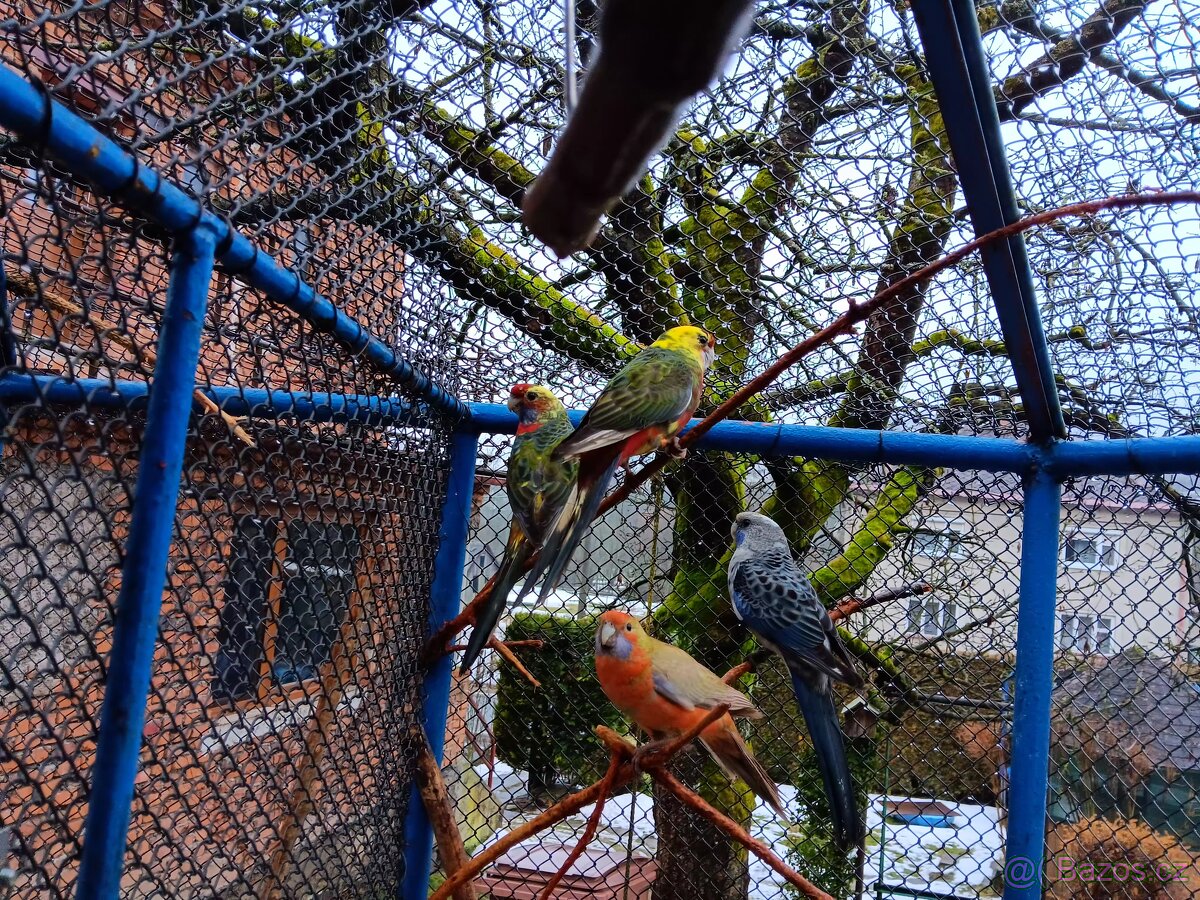 Rozela penant červená Straka