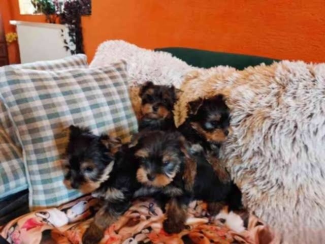 Jorkširsky teriér yorkširsky teriér York