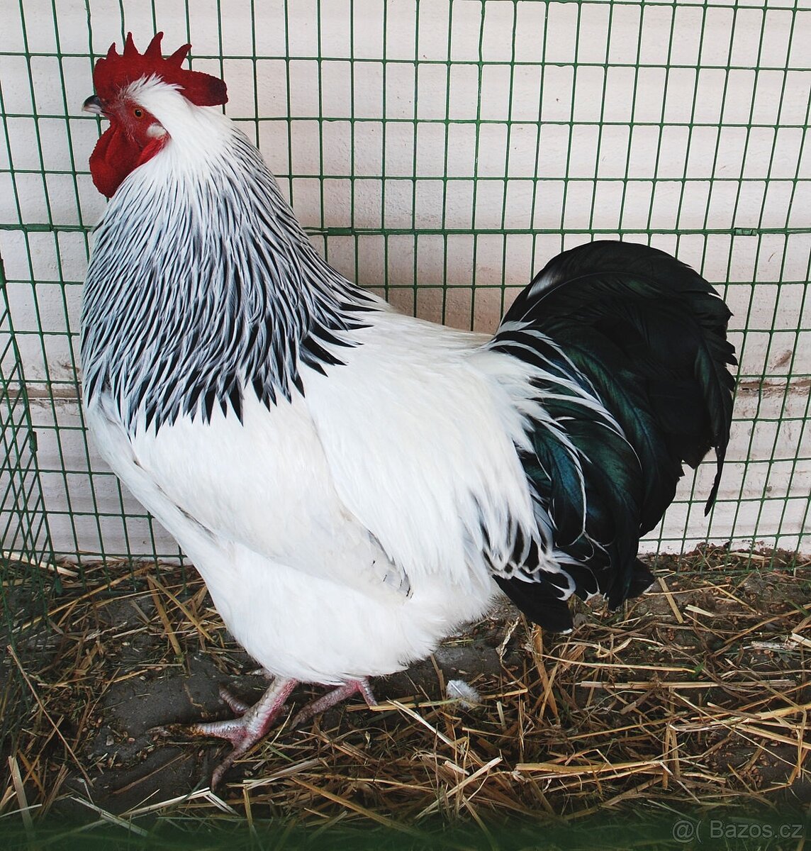 Prodám ročního kohoutka Sassex / Sussex