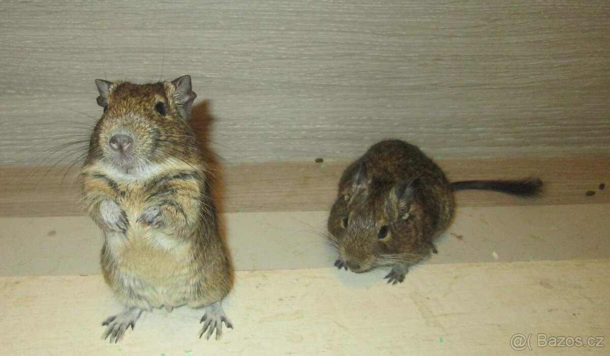 Osmák Degu - mláďata