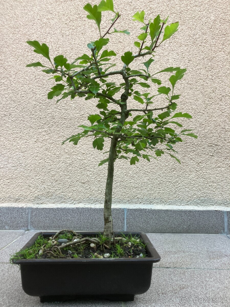 Bonsai, Bonsaj, jamadori, hloh