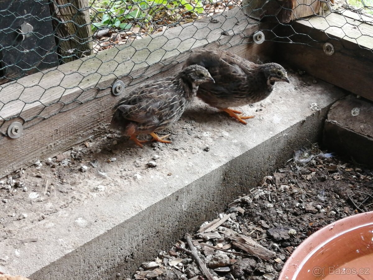 Křepelka čínská, 2 kohoutci, květen 25