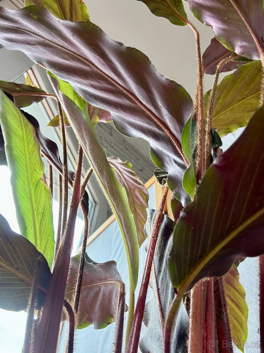 Kalatea, Calathea sametová N2