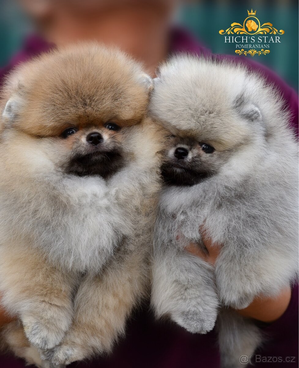 Pomeranian s PP FCI