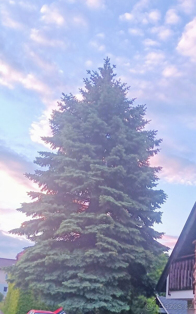 Vánoční strom stříbrný smrk