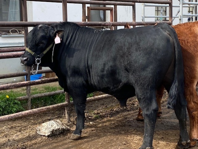 Nabídka plemenných býků plemene AA 100%