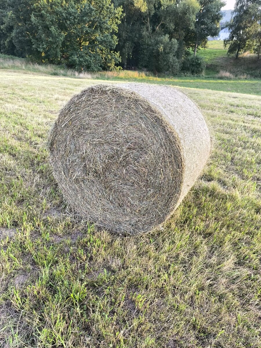 Prodám seno - kulaté balíky sena