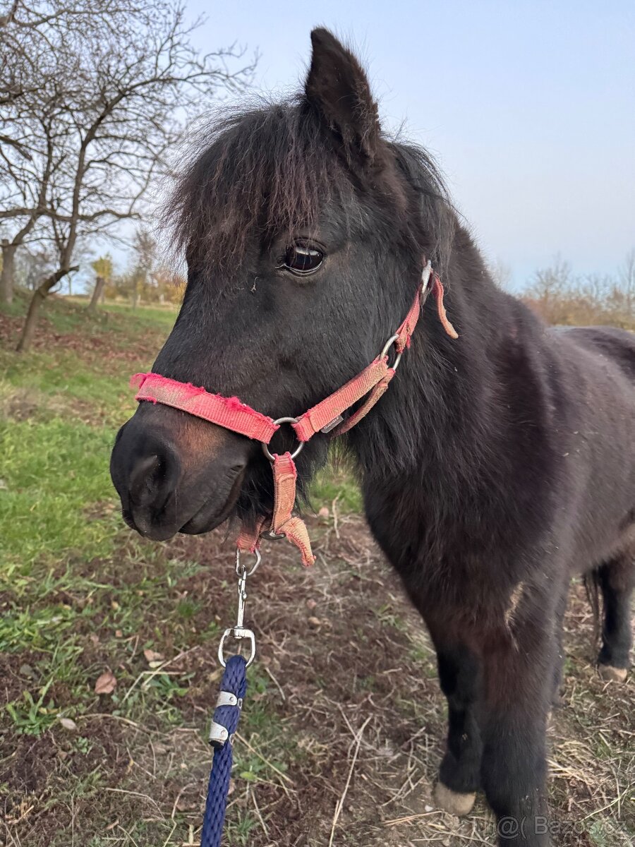 Prodám pony valacha