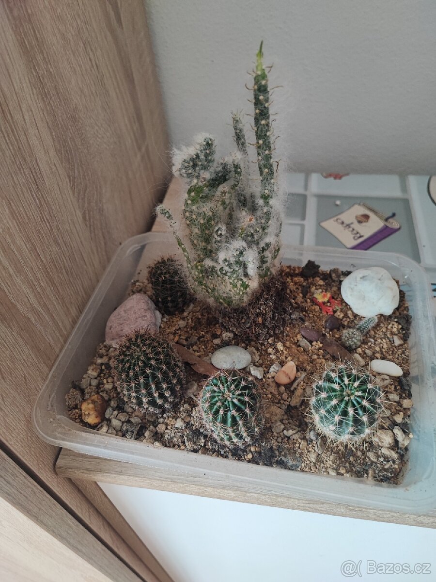Prodám kaktusy