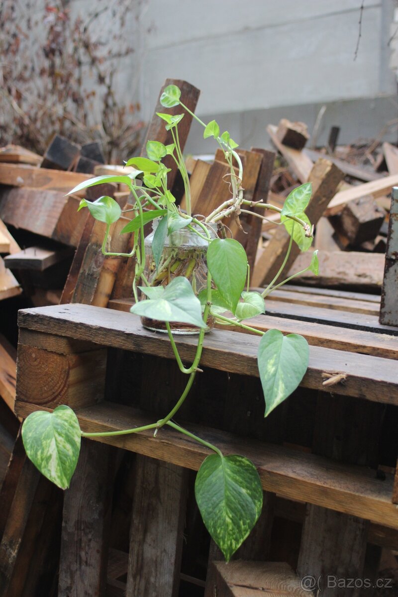 Květiny-potos, aloe vera