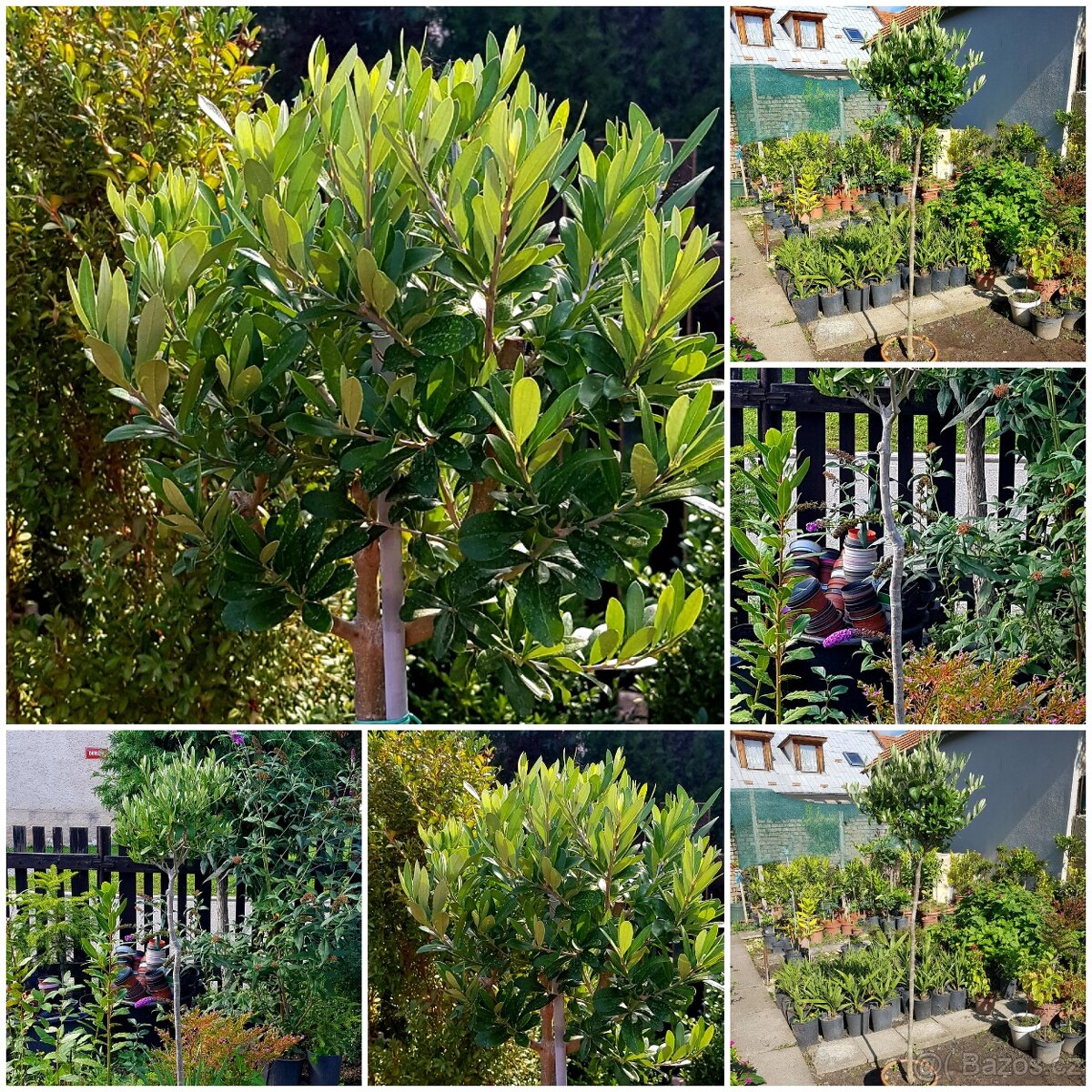 Olivovník, stromky, rostliny do zimní zahrady