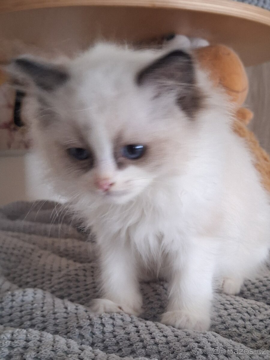 Koťátko Ragdoll s PP