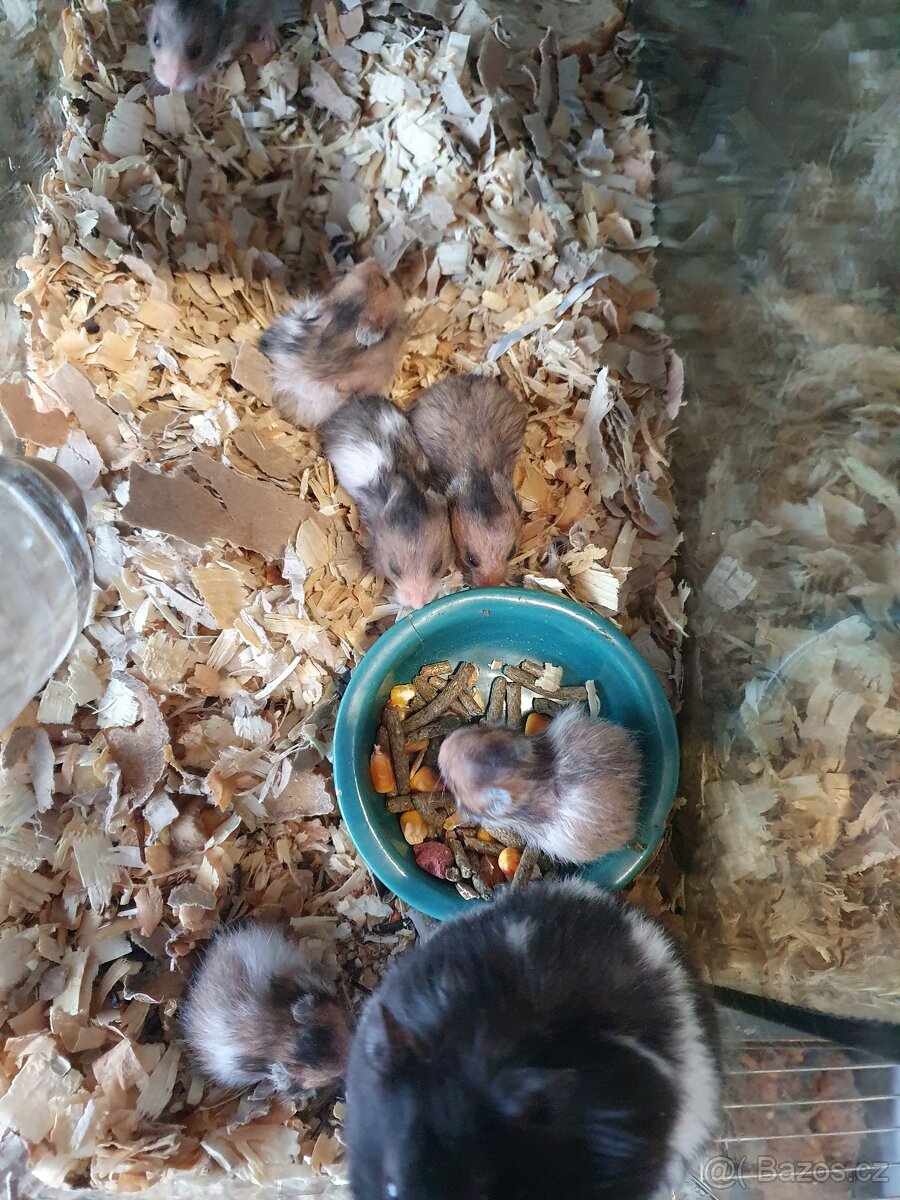 Křeček zlatý medvědí a syrský