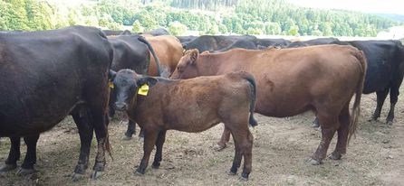 prodám jalovice angus