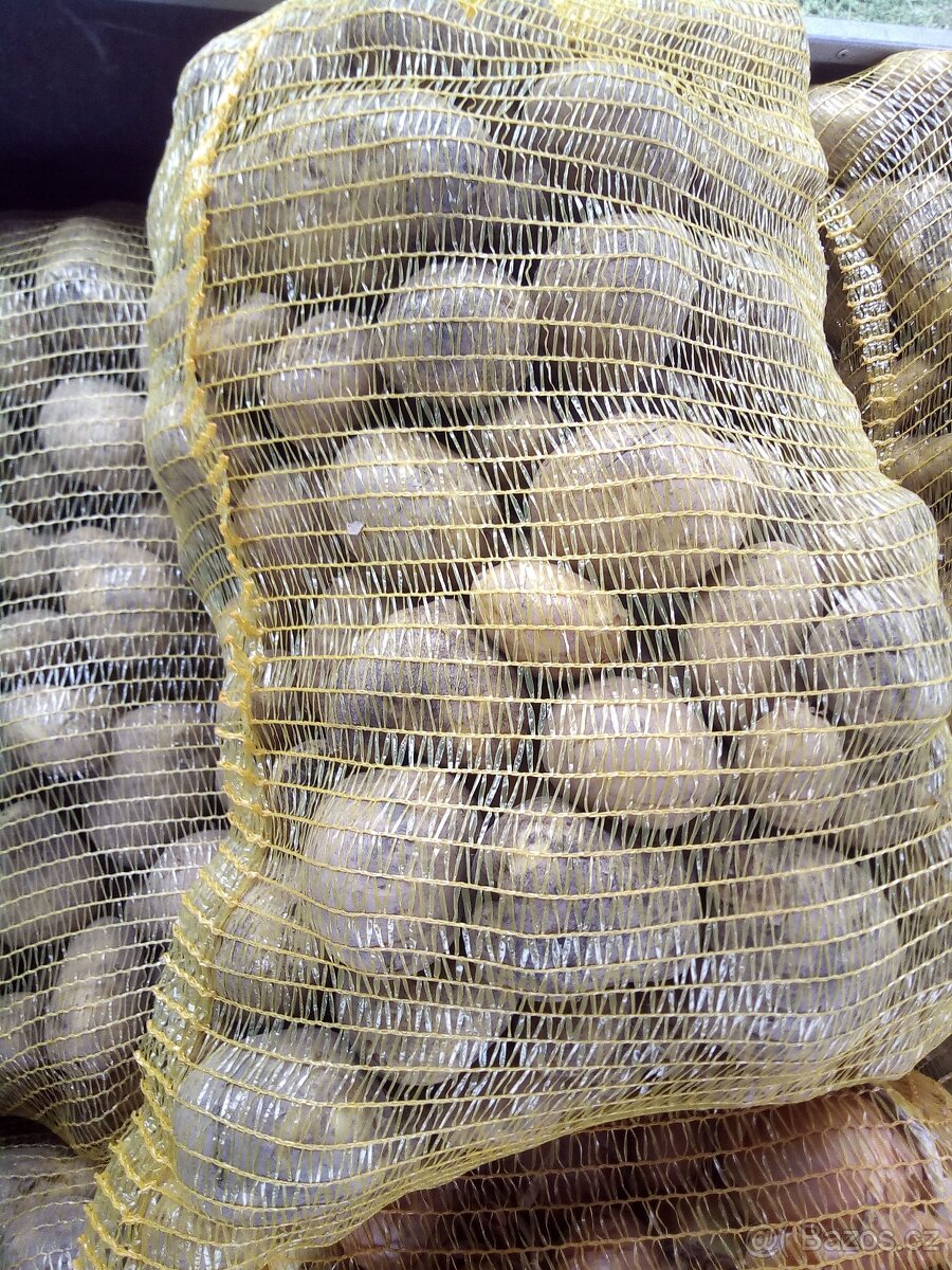 Přebytek ČESKÝCH BRAMBOR 6kč/kg