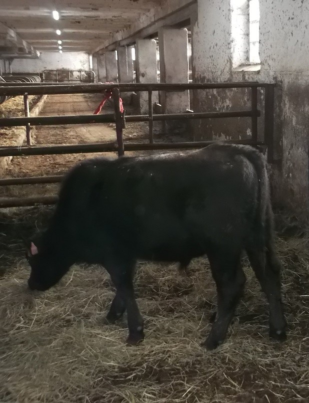 prodám býčka aberdenn angus