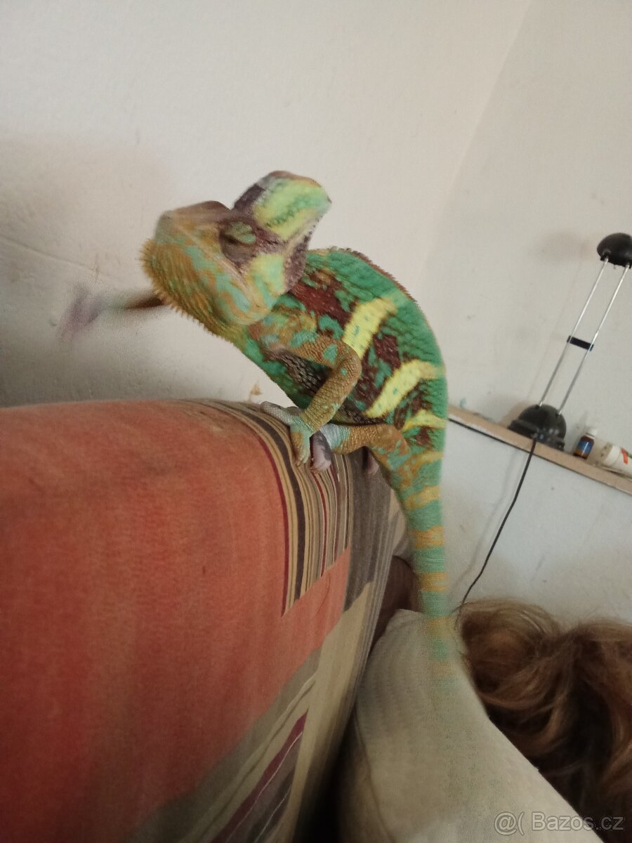 Chameleon jemenský