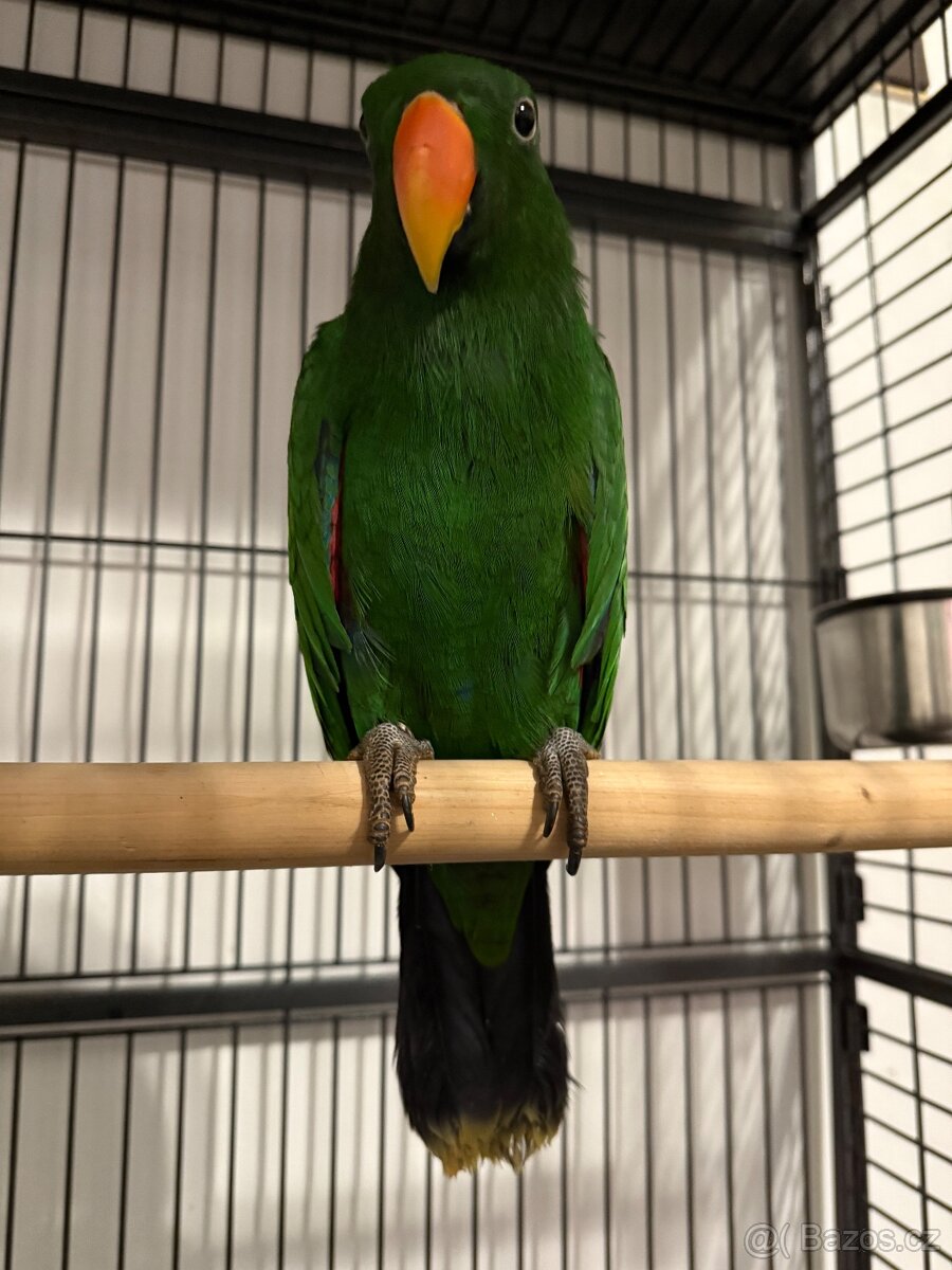 Eklektus polychloros