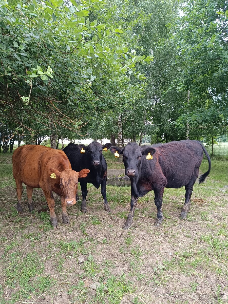 Jalovice Aberdeen Angus