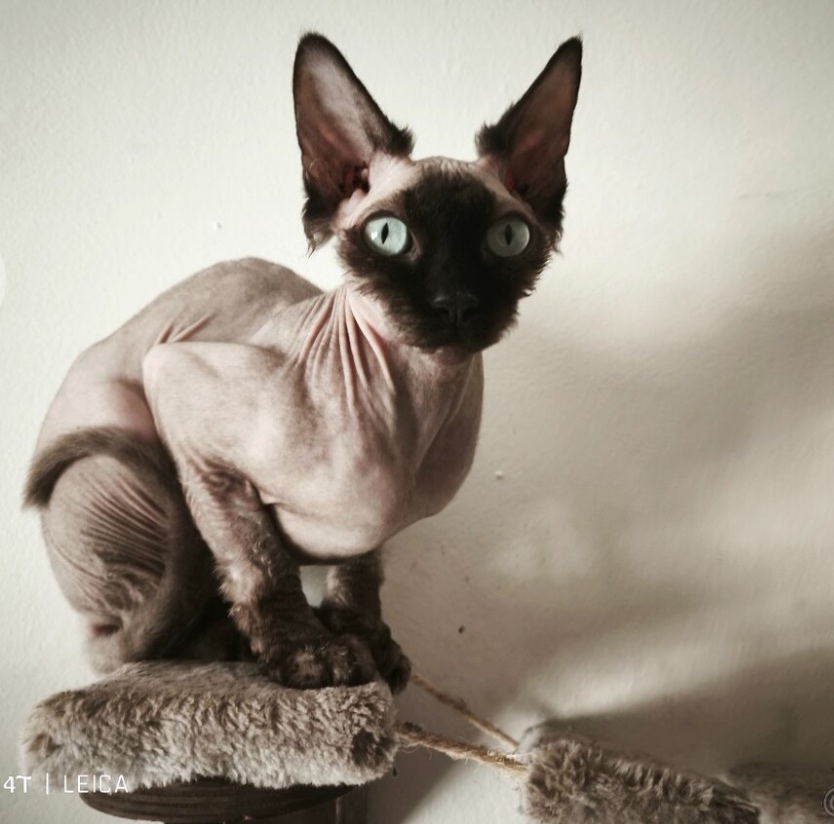 Sphynx