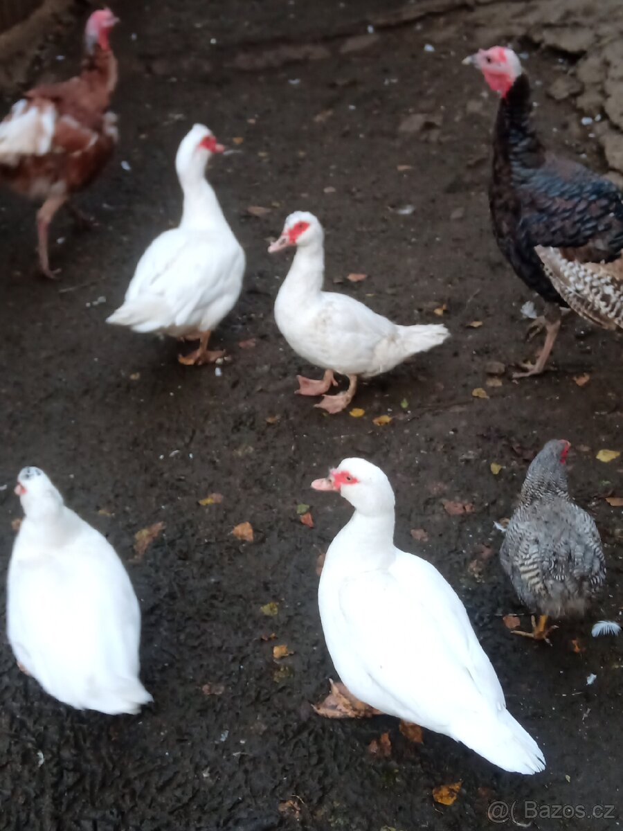 Prodám kachny čínské (pižmové)