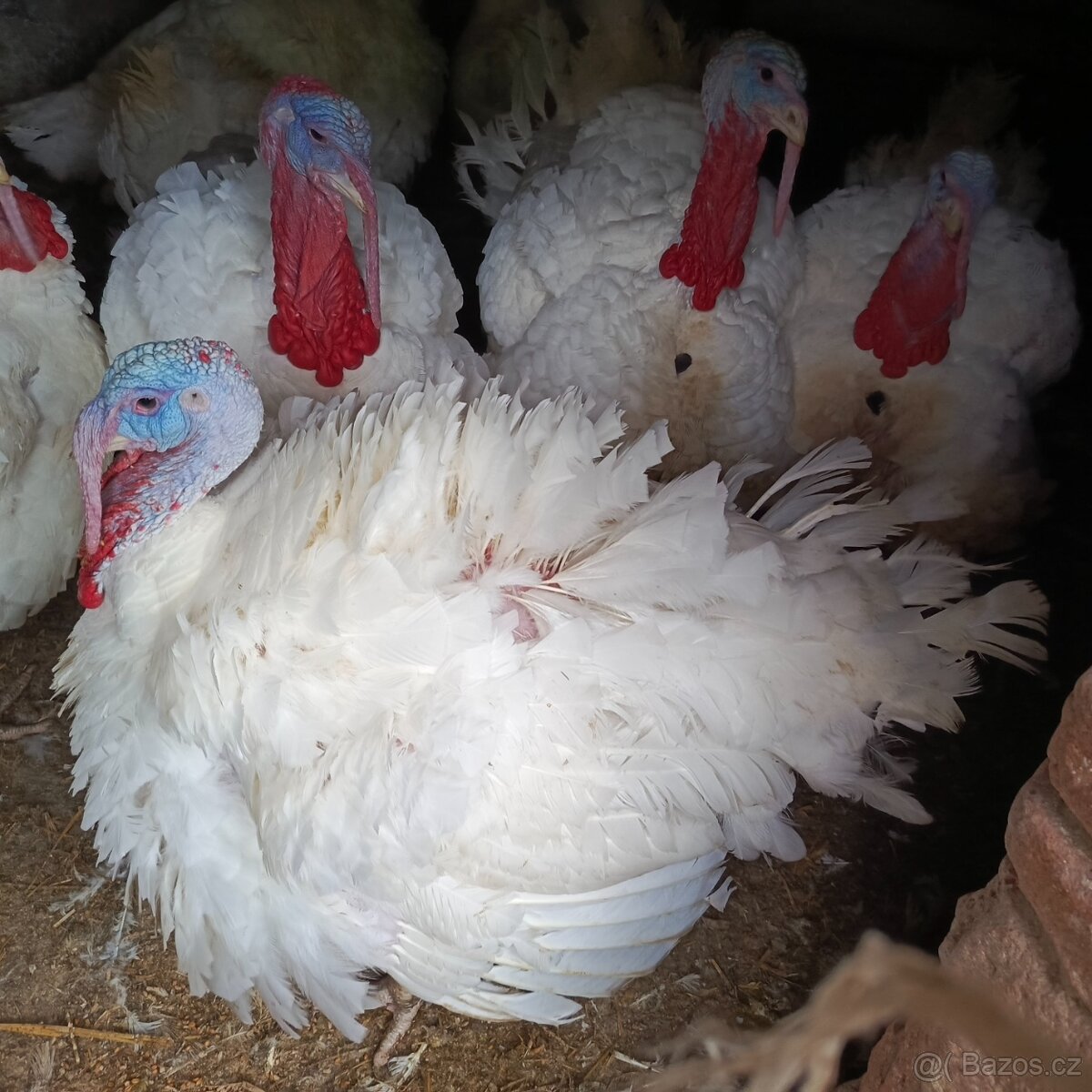 Prodám krůtu ,krocana