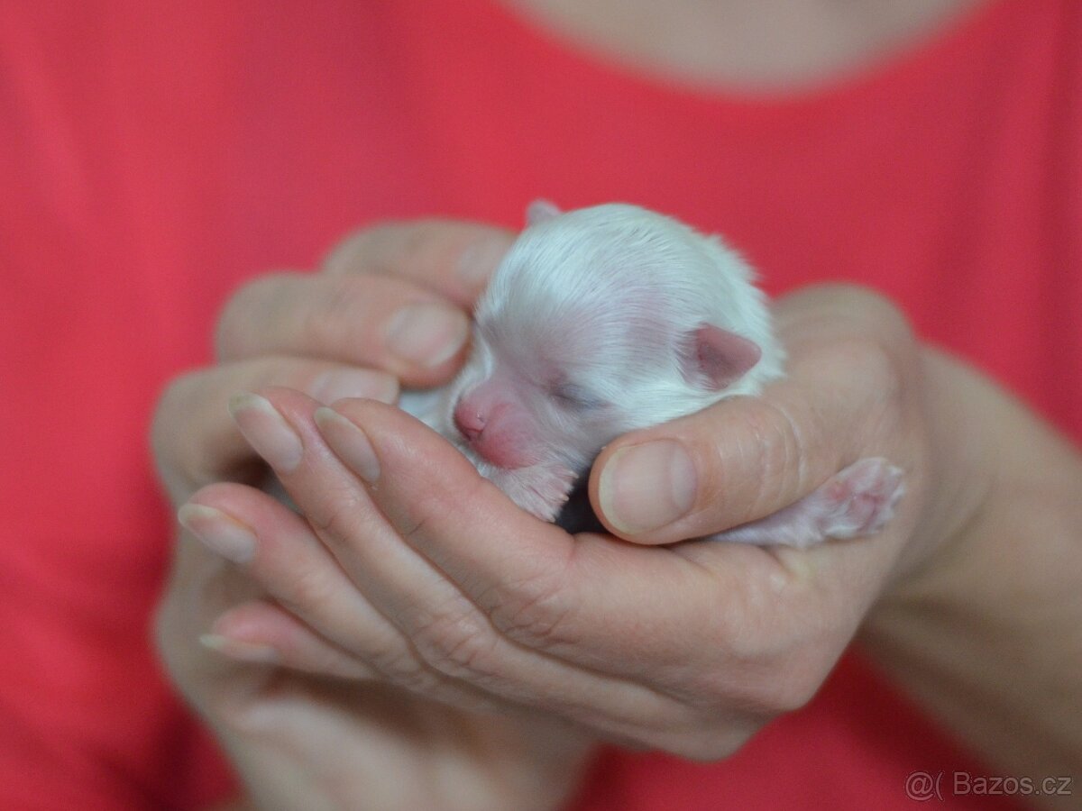 Maltézský psík - štěňátka s PP