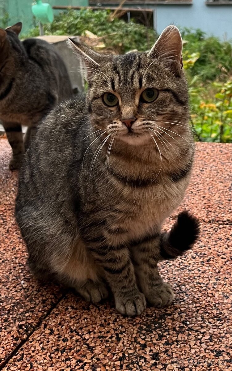 Mourovatá Kočička do dobrých rukou