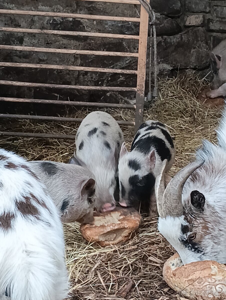 Gottingenská mini-prasátka