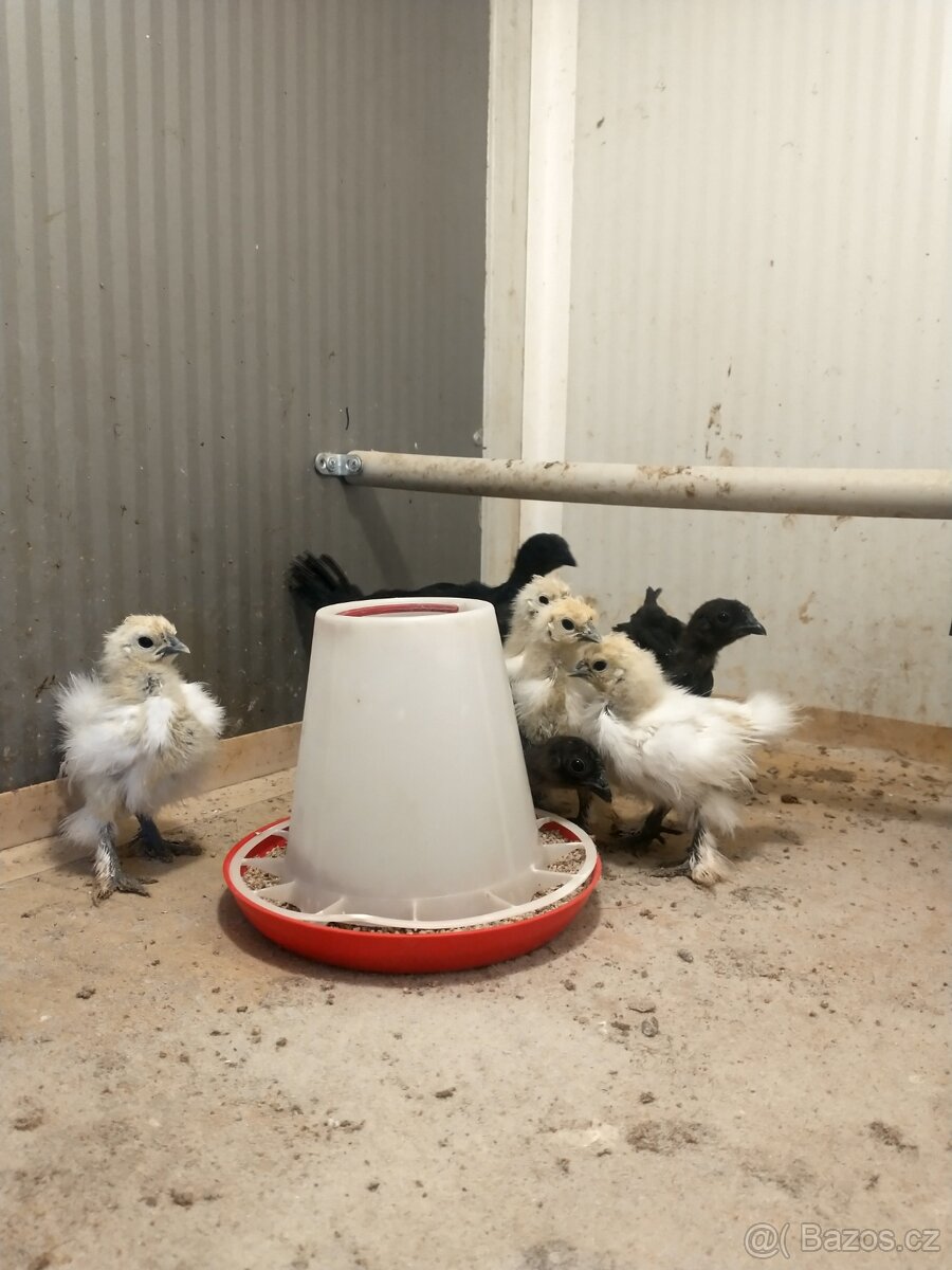 Ayam Cemani kuřata 3ks