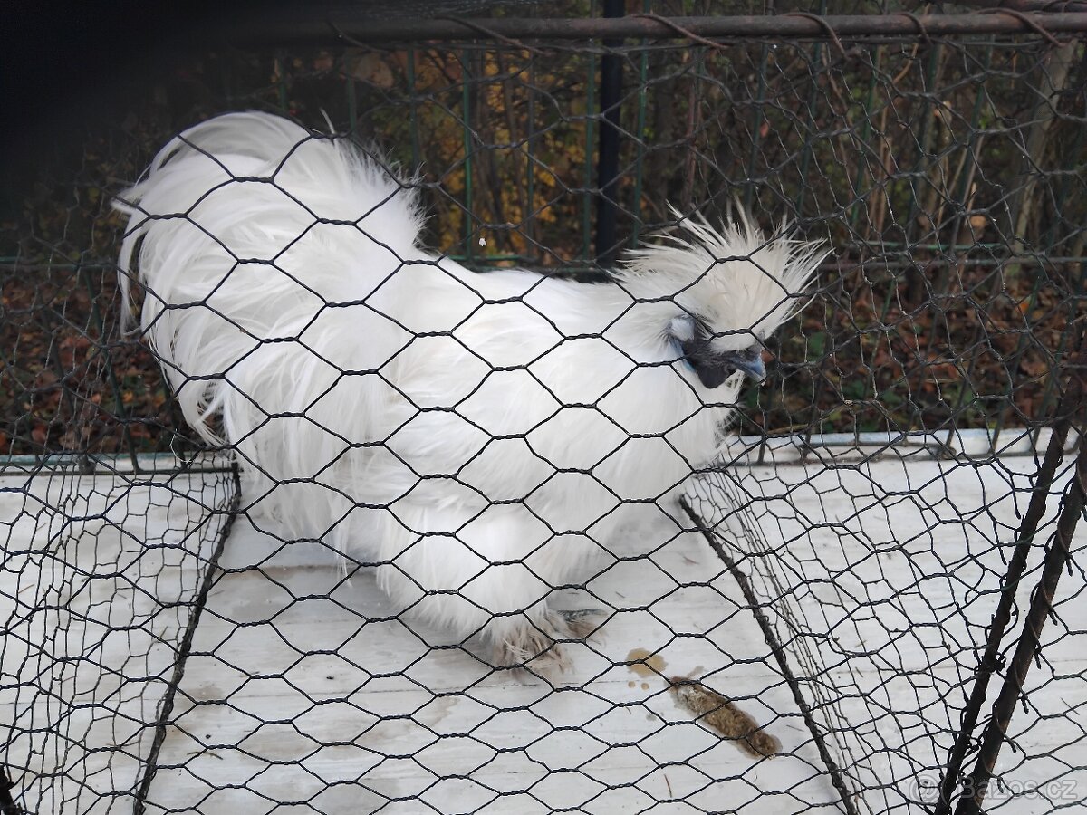 Hedvabnička Kohout kroužkovaný rok 22