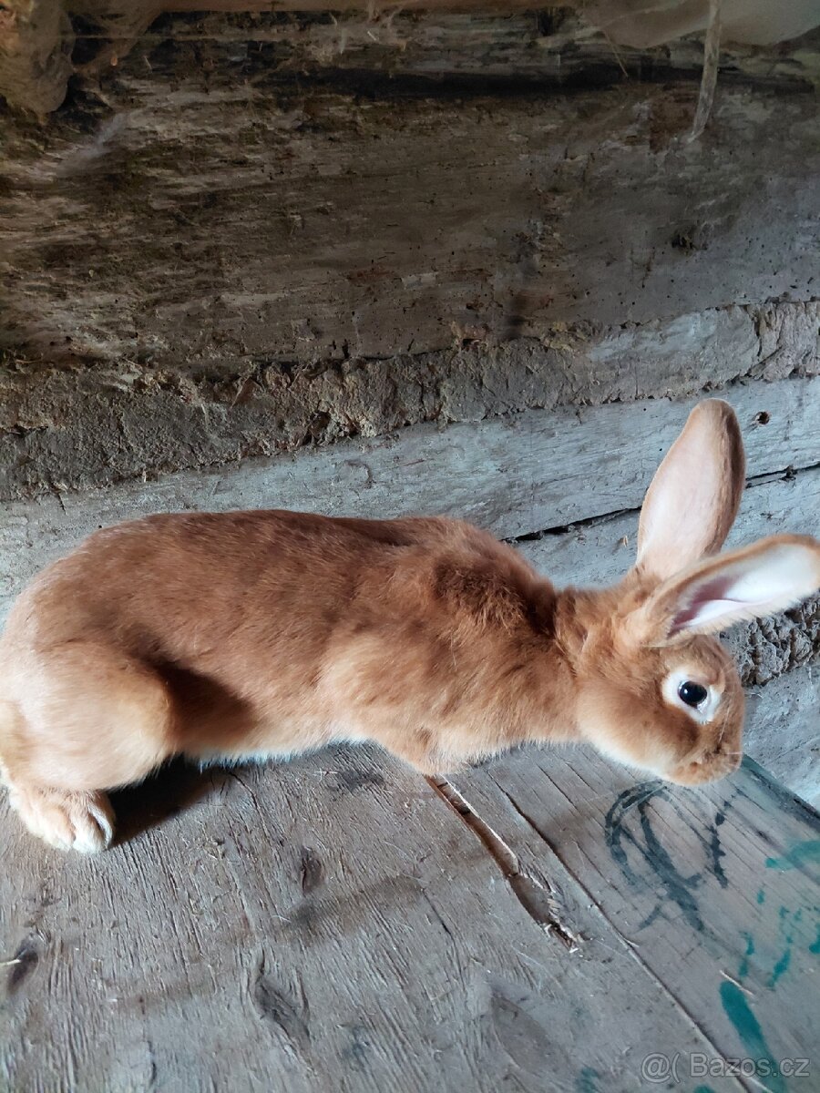 Burgunský králík s PP