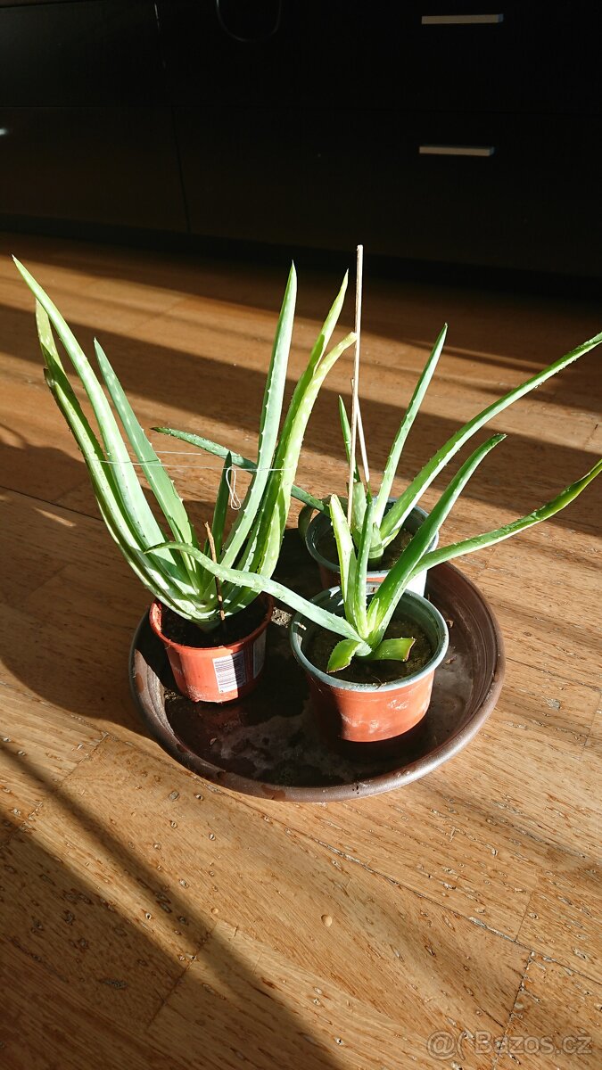 ALOE VERA- 3x zakořeněné sazenice
