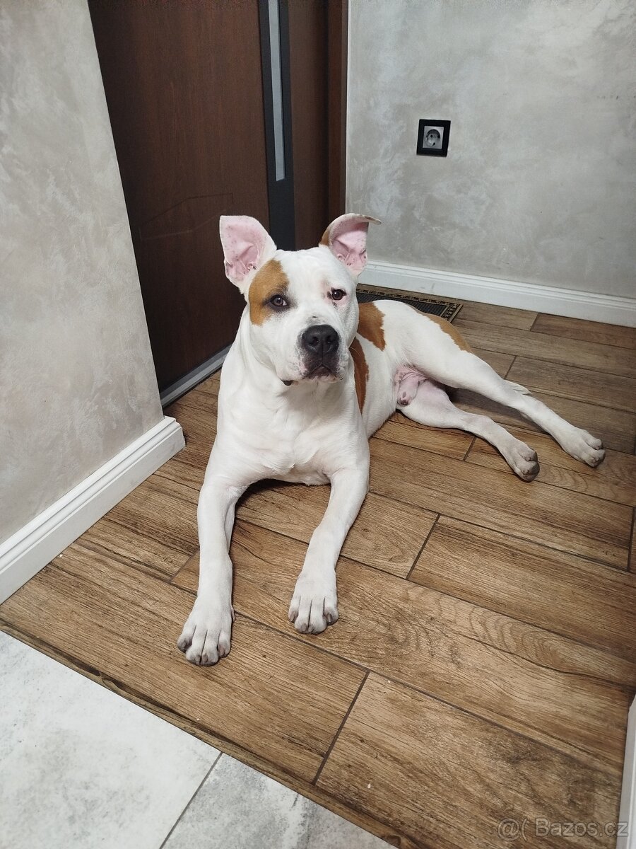 Americký Stafordšírský teriér