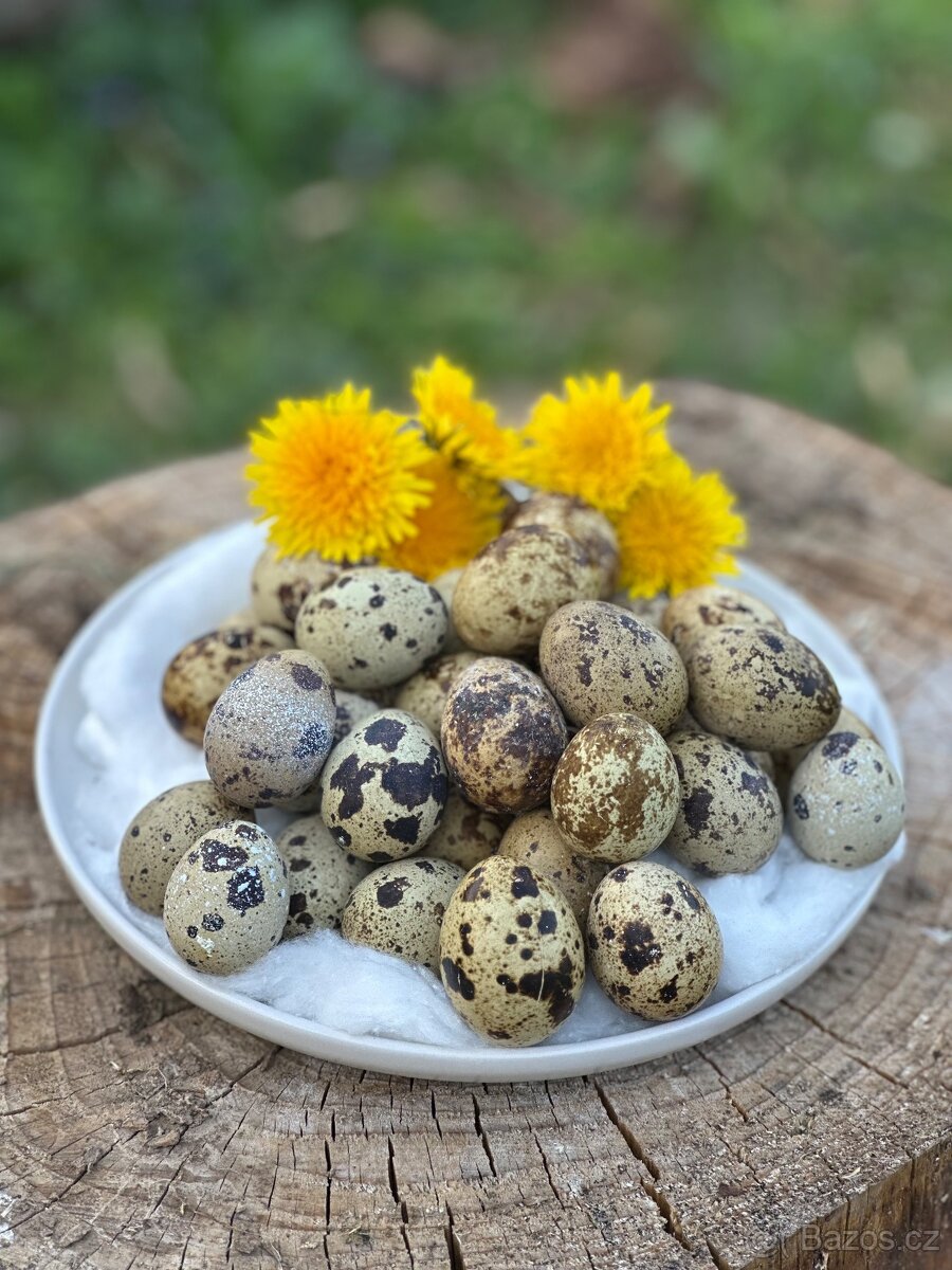 Domácí křepelčí vajíčka 🥚