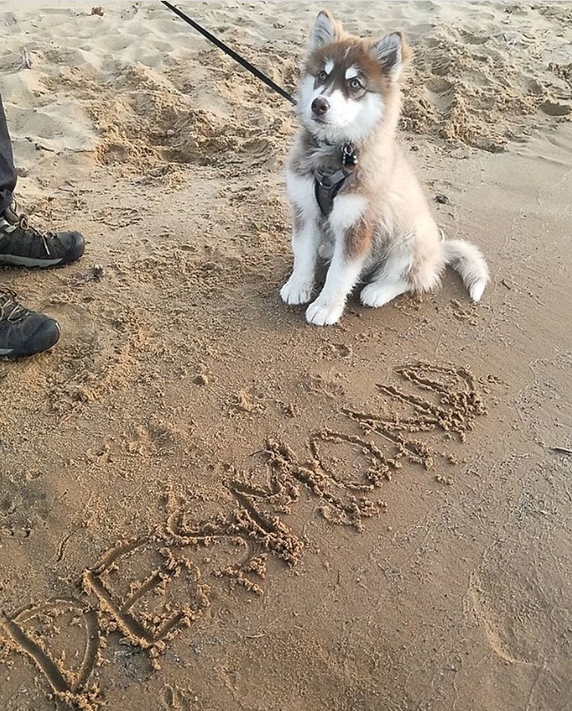 Okouzlující štěně huskyho