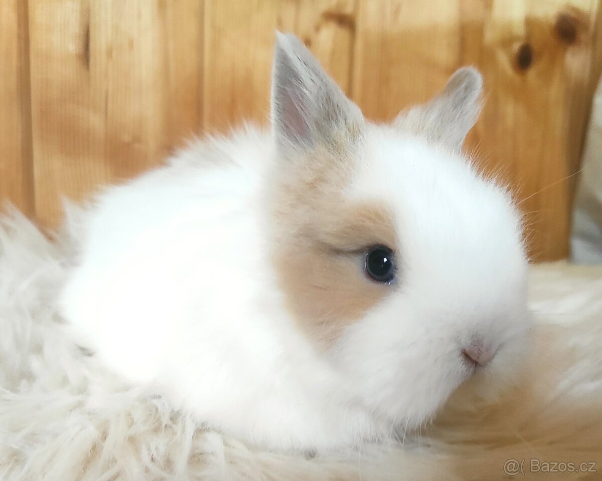 Zakrslý králík
