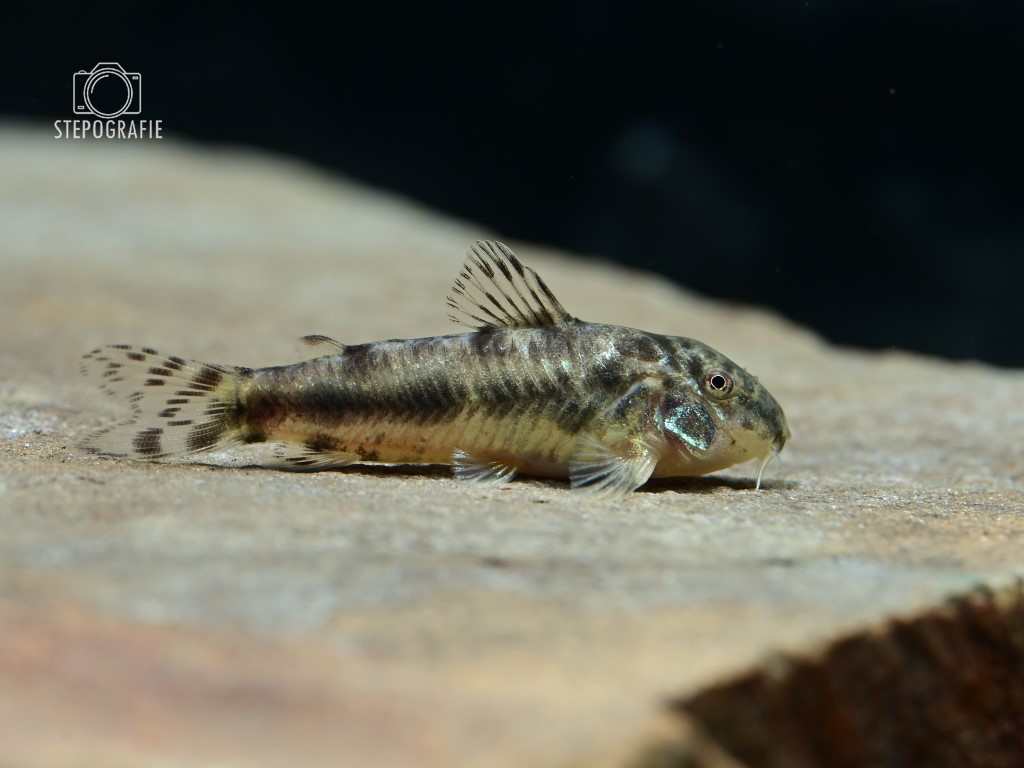 Aspidoras spilotus