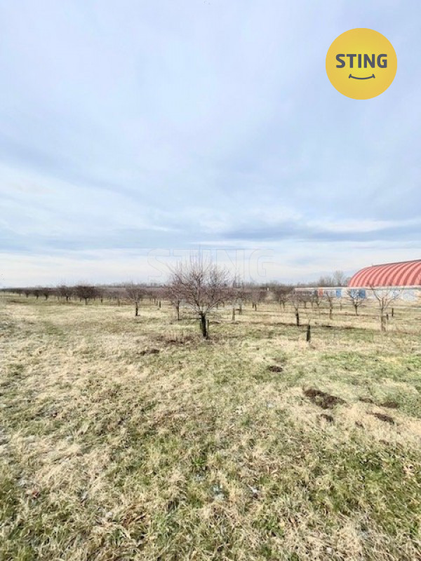 Exkluzivně vám nabízíme višnový sad na konci obce Lu, 132997