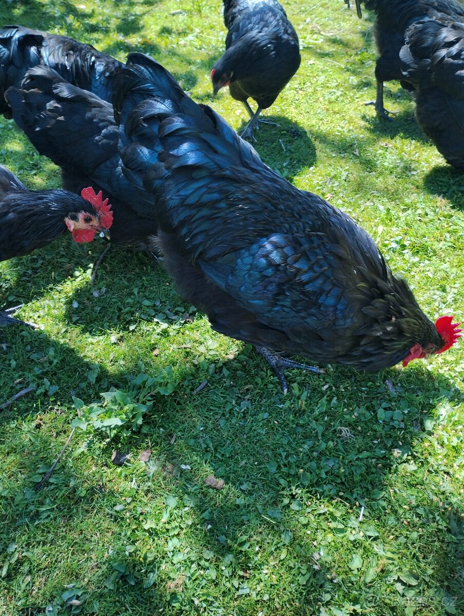 australka velká černá -násadová vejce
