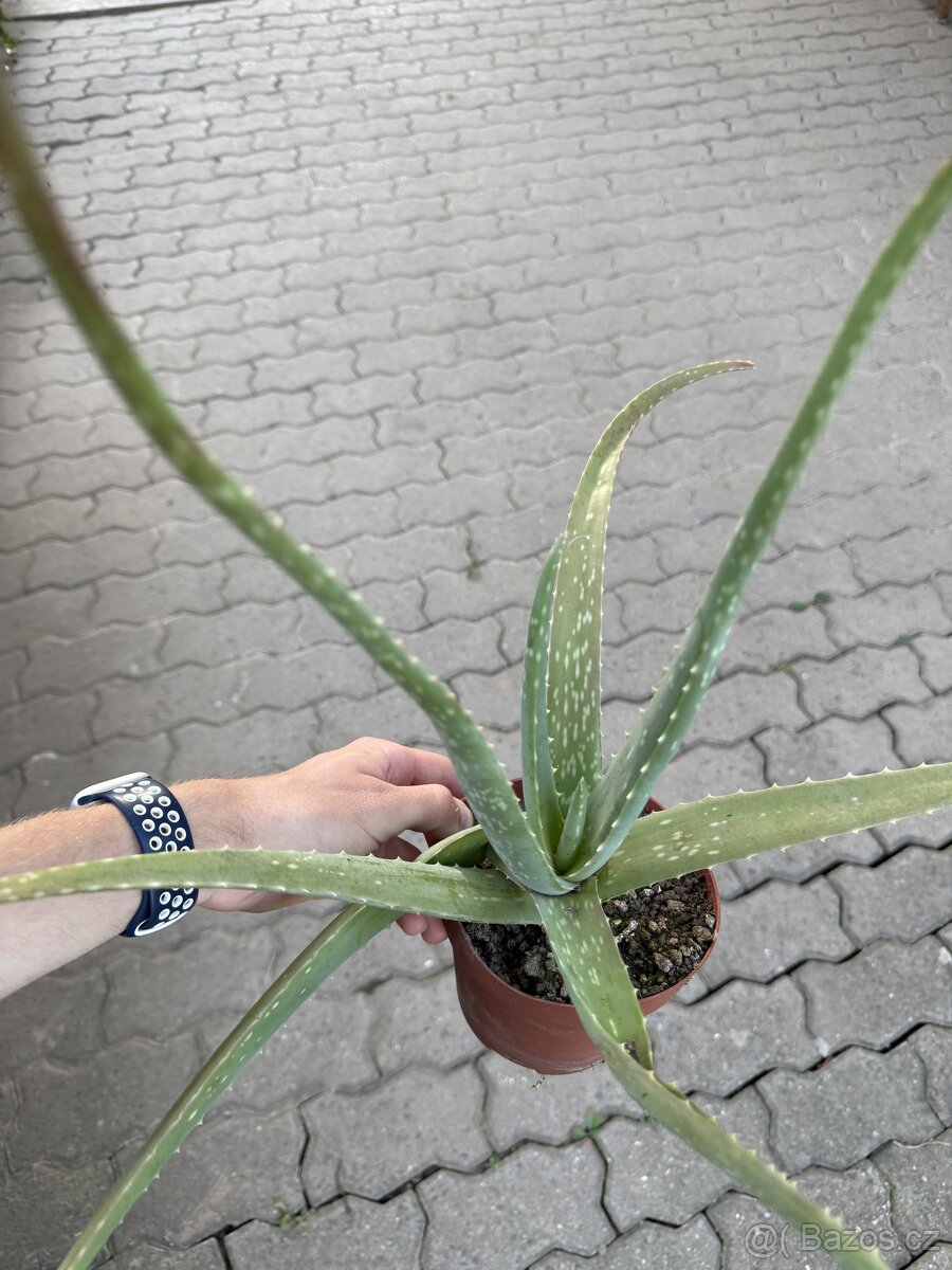 Aloe vera