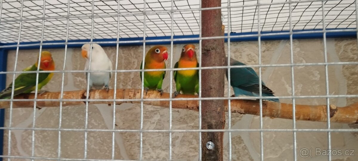 Agapornis Fišerův