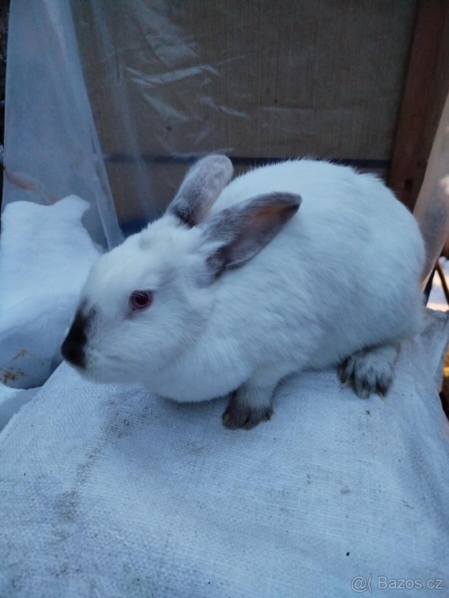 Králíčí maso. Králíci na chov.