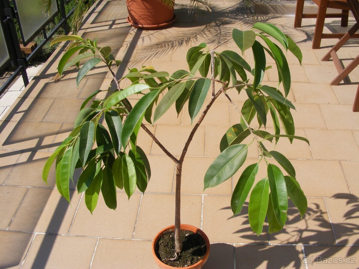 Pokojová rostlina Fikus