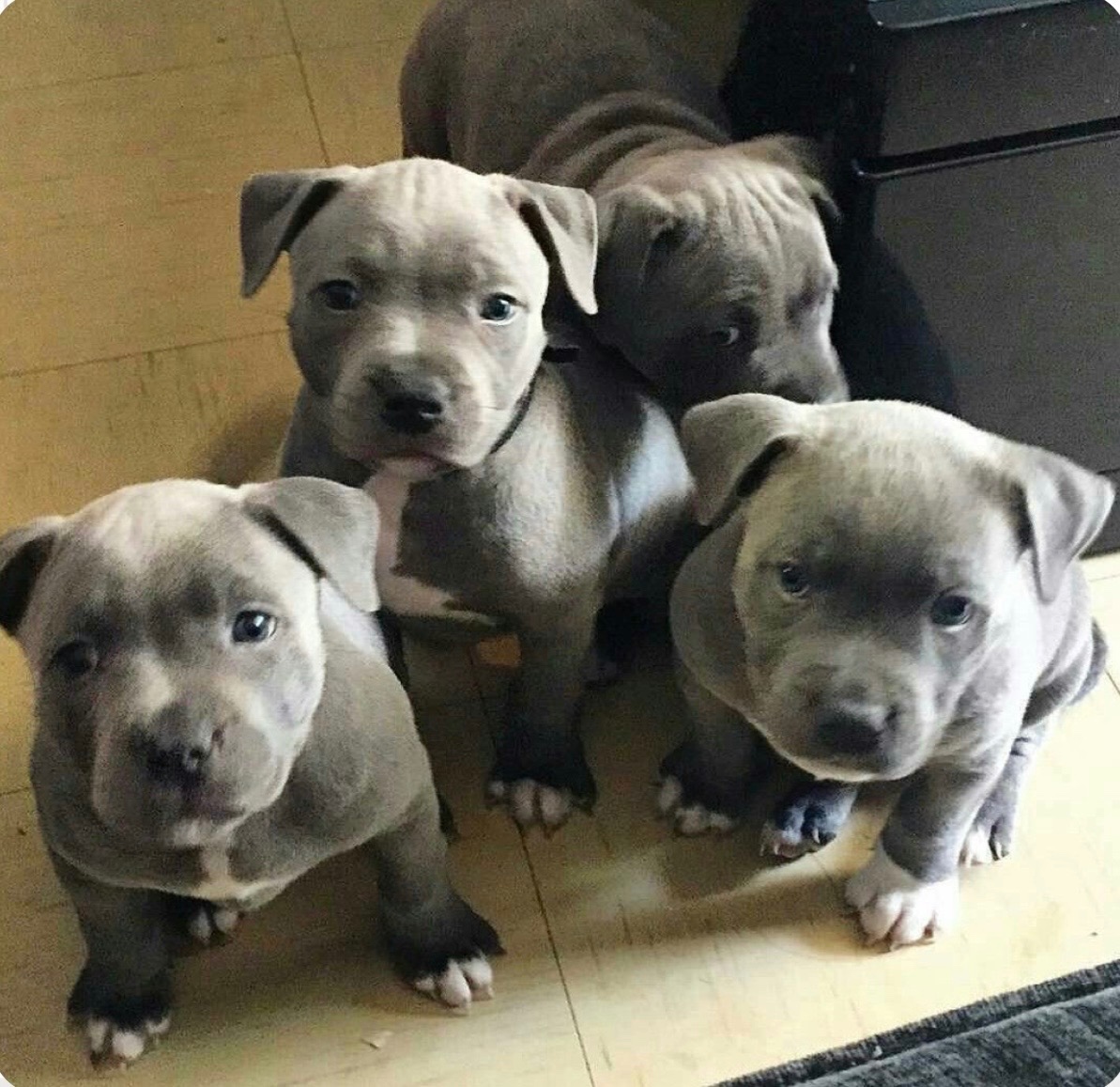 Americký Stafordširský teriér