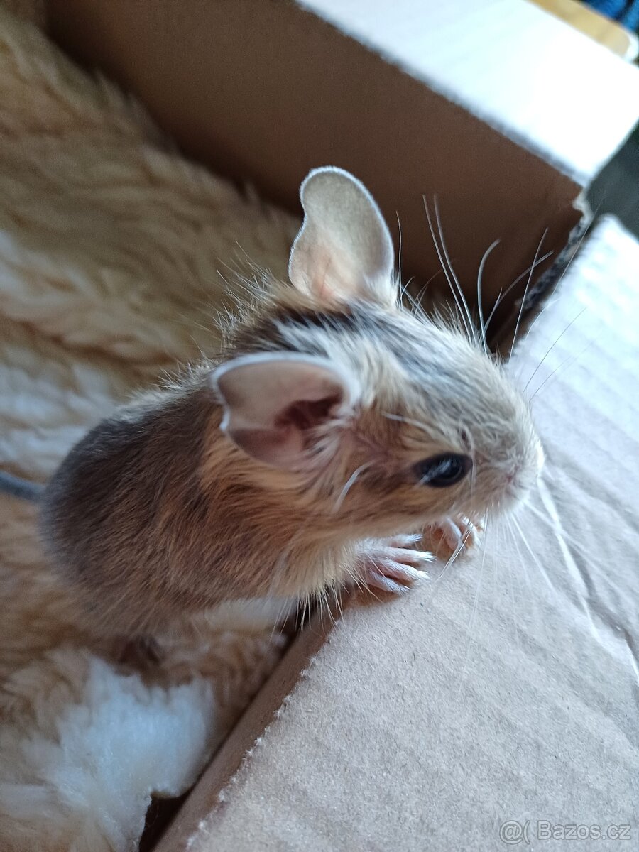 Osmák degu