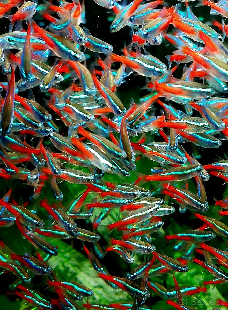 Neonka obecná (Paracheirodon innesi)