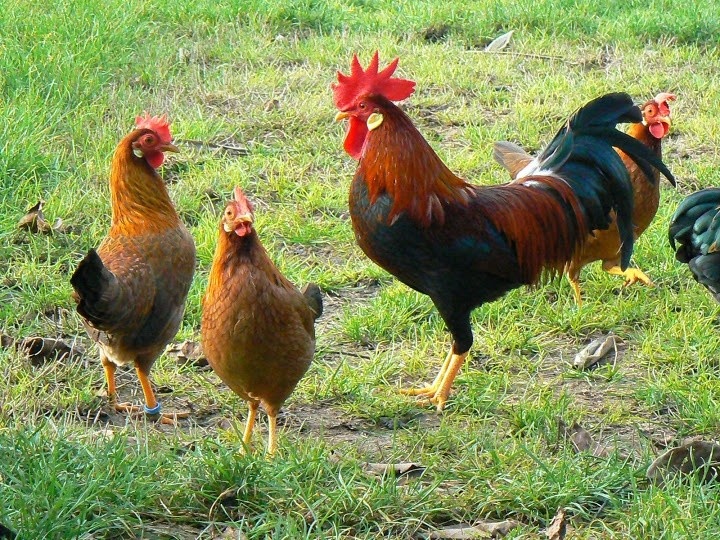 Prodám Vlaška koroptví