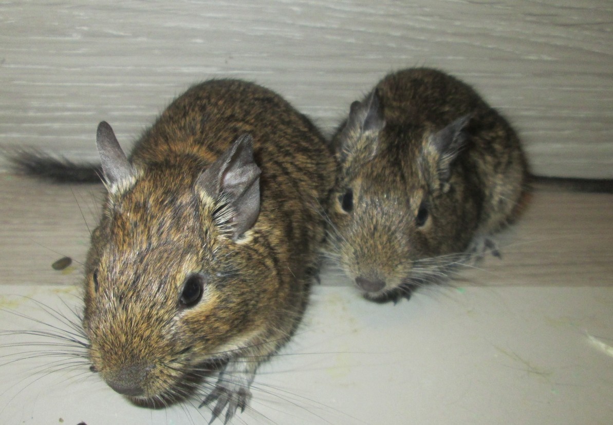 Osmák Degu - mláďata